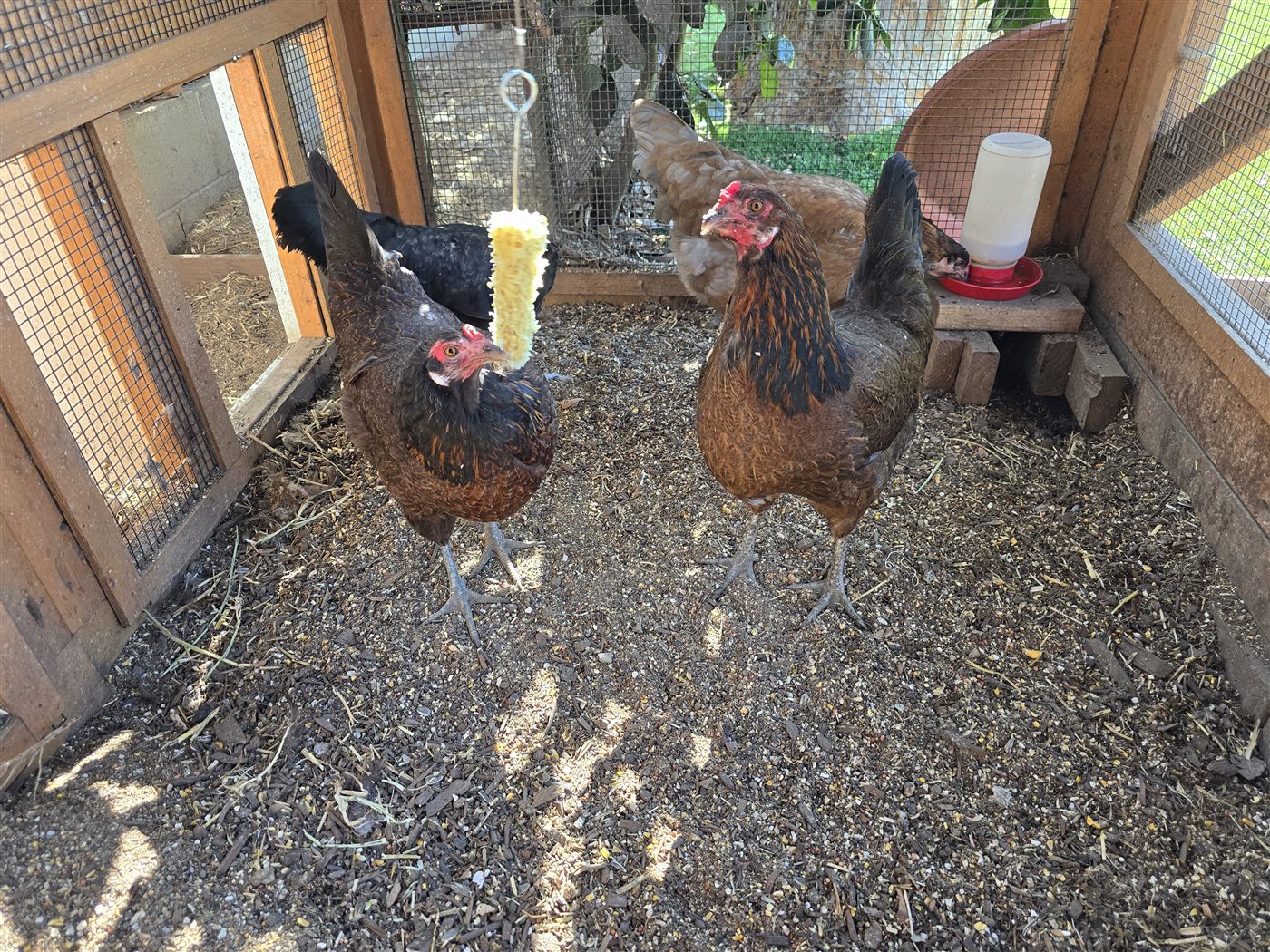Lady Hawk and Lulu eating corn together